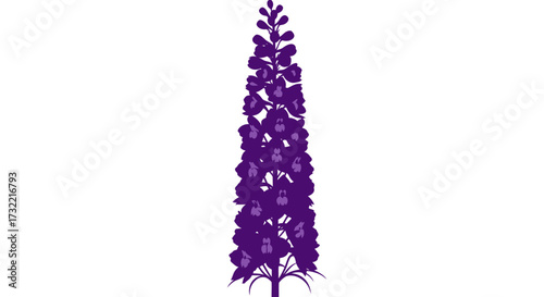 Tall, purple flower spike, isolated