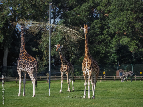 Canvas Print views of captive animals in a wildlife park