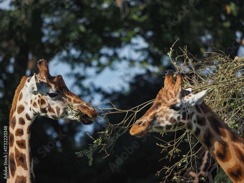 Photography views of captive animals in a wildlife park