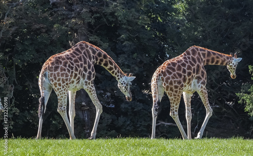 Canvas Print views of captive animals in a wildlife park