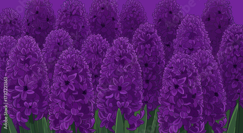Purple hyacinth field