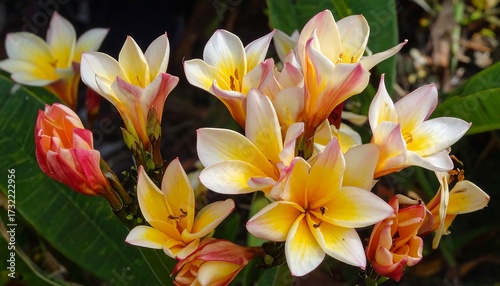 A close-up photograph showcasing vibrant yellow and white flowers with pink edges, contrasted against green leaves