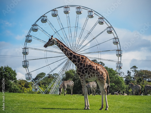 views of captive animals in a wildlife park 