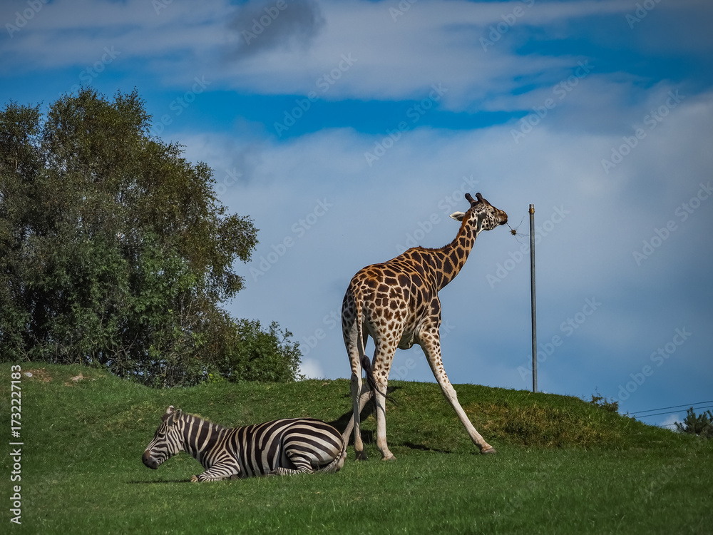 Obraz premium views of captive animals in a wildlife park 
