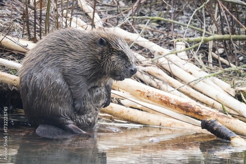 A beaver (Castor fibre) sits by the water surrounded by gnawed branches in a humid environment, Hesse, Germany