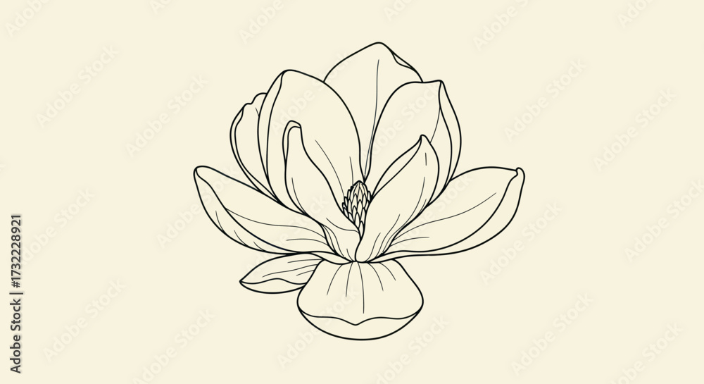Fototapeta premium Magnolia bloom, black lines on soft cream