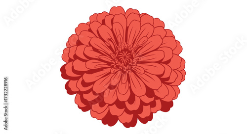 Red flower with intricate petals on a white background