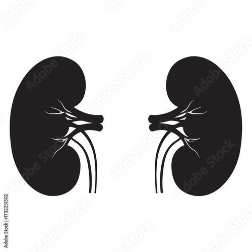 black and white silhouette of Kidneys vector on white background