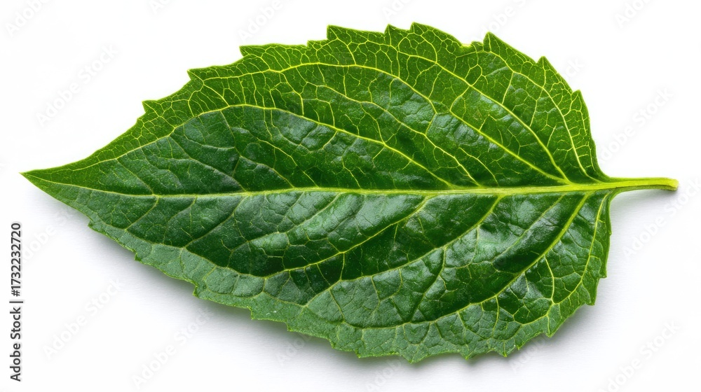 Obraz premium an isolated leaf with a close up of its textured surface, emphasizing its natural pattern and possibly suggesting freshness, plant health, or the concept of natural ingredients