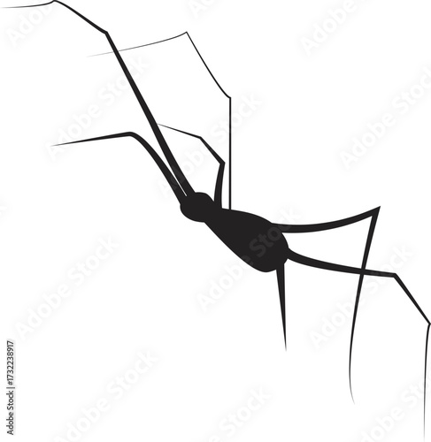 Spider