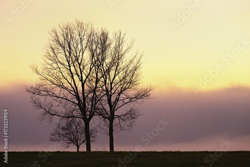 Wallpaper Mural English oaks (Quercus robur, Quercus petraea, shrouded in mist in the light of the setting sun, Lindenberg, Horben, Canton Aargau, Switzerland Torontodigital.ca