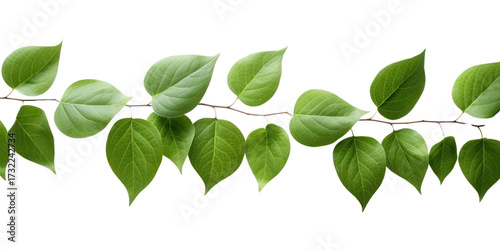 PNG Plant leaf herbal herbs.