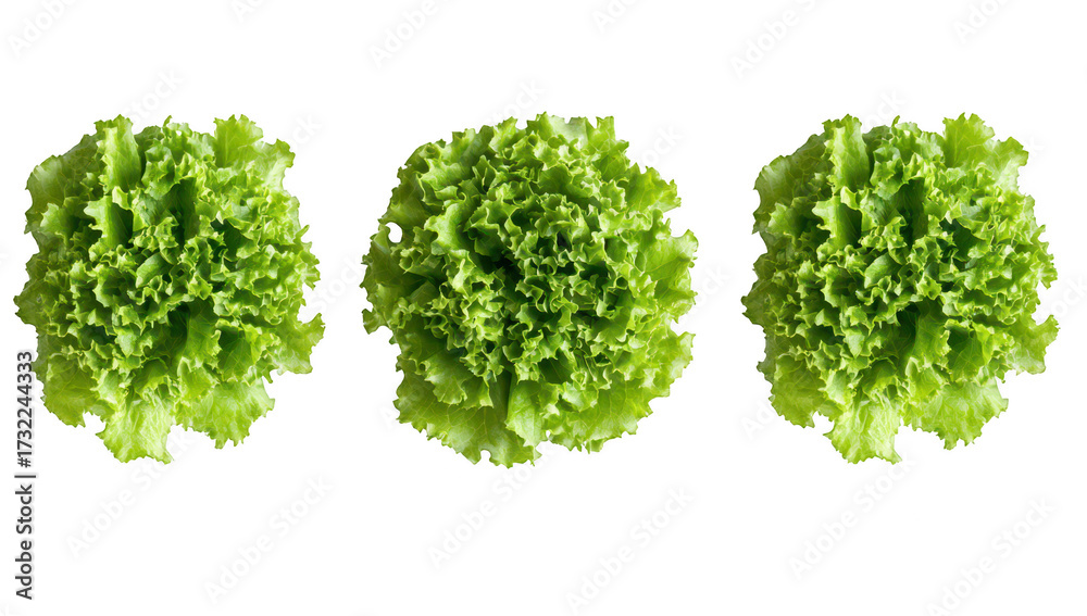 Obraz premium Three fresh. heads of green lettuce arranged symmetrically on a clean white background. their crisp leaves and natural texture. ideal for culinary or health-related use