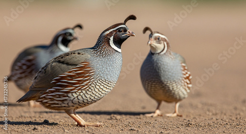 pheasant on the ground