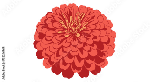 Detailed drawing of a red-orange zinnia flower blossom