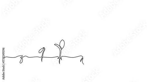  Animated self drawing of continuous line draw step of grow plant. Full length one line animation. 4K