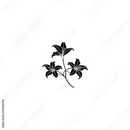 lily flower  illustration. 