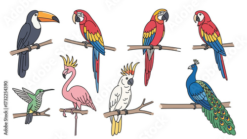 A collection of colorful tropical birds including a toucan, macaws, flamingo, cockatoo, hummingbird, and peacock, all illustrated on a white background.