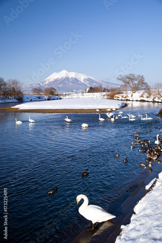 日本、青森県藤崎町、白鳥ふれあい広場の白鳥と残雪の岩木山