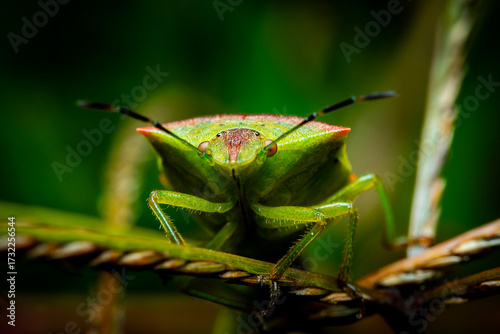 chinche de escudo verde, fotografía macro 