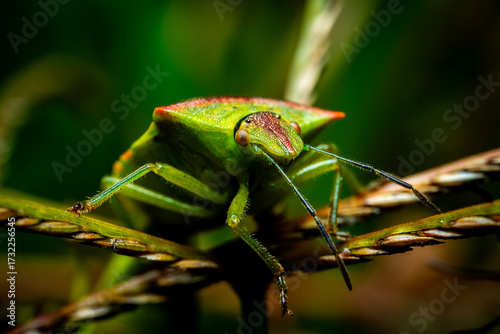chinche de escudo verde, fotografía macro 