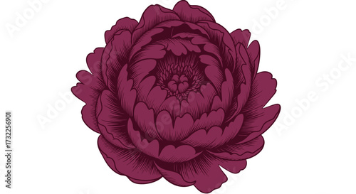 Deep maroon peony bloom, vector design on white