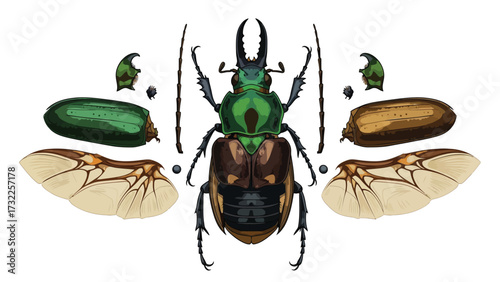 Scientific illustration of a disassembled green and brown beetle with its body parts, wings, and antennae separated.