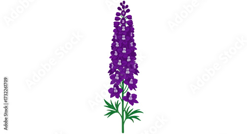 Tall purple delphinium blossom