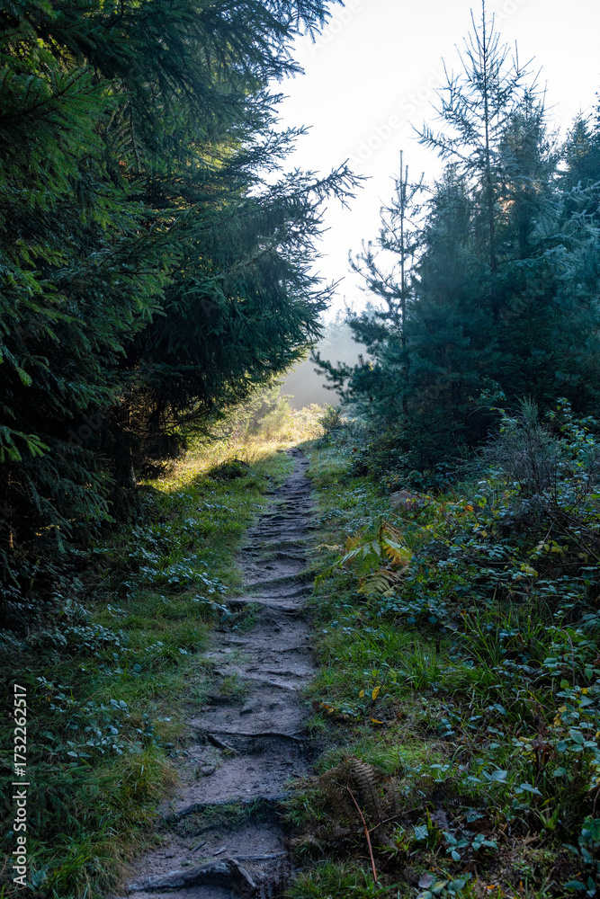 Fototapeta premium A path in the Black Forest in Germany, Europe