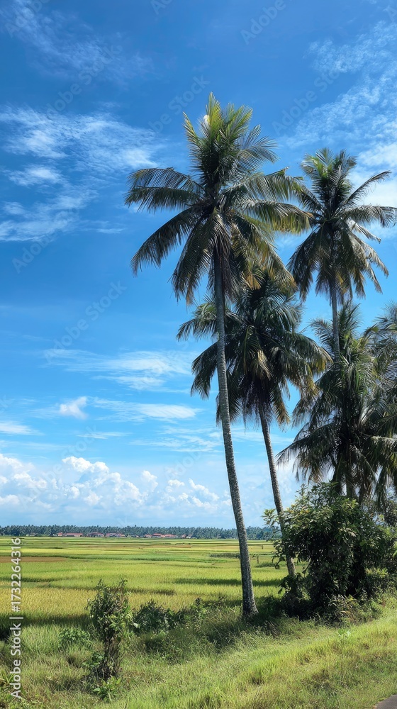 Obraz premium Tropical scene with coconut palms, rice fields, and a bright blue sky