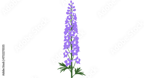 Upright stalk of purple flower with leafy green base on white