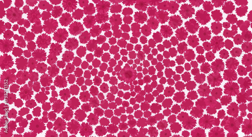 Many magenta flowers radiate outward on a white background
