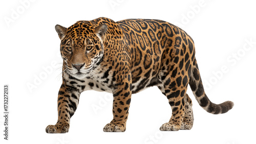 Majestic jaguar with striking blue eyes walks forward against a stark black background in a studio setting