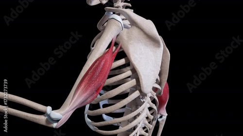 Triceps Muscle Movement