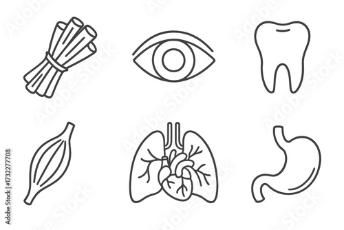 Human anatomy and internal organs thin line icon set. Medical pictograms collection with eye, tooth, muscle, lungs, heart, stomach. Biology symbols for web, apps, health.
