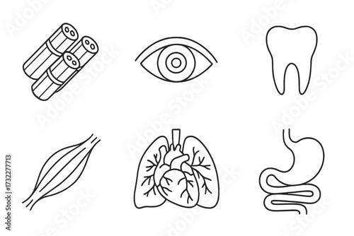 Human anatomy and internal organs icon set. Thin line art pictograms. Eye, tooth, muscle fiber, heart, lungs, stomach. Medical and biology vector symbols for web and apps.