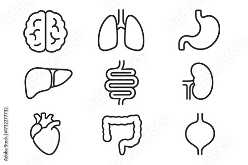 Human internal organs icon set. Anatomy linear pictograms. Brain, heart, lungs, liver, kidneys, stomach, intestines. Medical and biology symbol collection. Editable stroke vector.