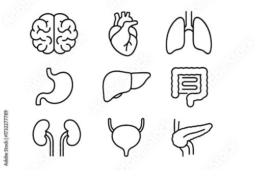 Human internal organs icon set. Anatomy linear pictograms collection. Brain, heart, lungs, liver, stomach, kidneys, bladder. Health medical biology symbol. Vector illustration.