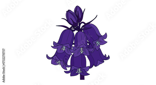 Bluebell illustration