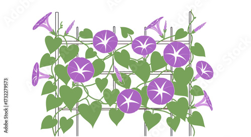 Climbing purple morning glories on a grid trellis
