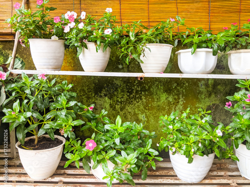 Tapak Dara flowers (Catharanthus roseus) planted in plastic pots and stored on wooden shelves on the terrace of the house