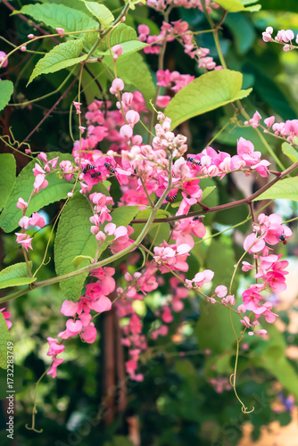 Wallpaper Mural Vibrant pink flowers in lush greenery, detailed petals and leaves, perfect for nature-themed designs or backgrounds. Torontodigital.ca
