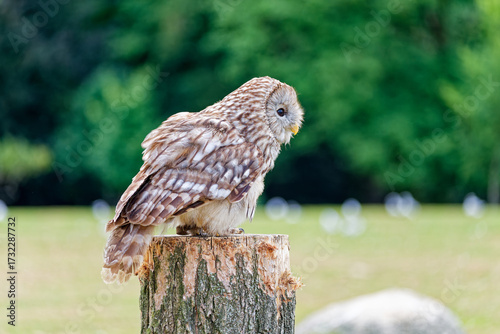 Tawny Owl Perched in Forest Clearing