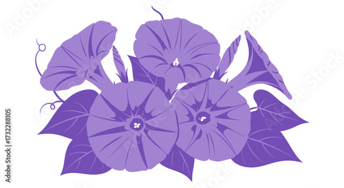 Light purple morning glory flowers and leaves illustration