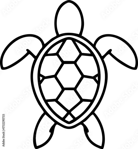 brazilian turtle shown from above