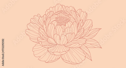 Peach peony-like flower outline on a peach background, central and dense