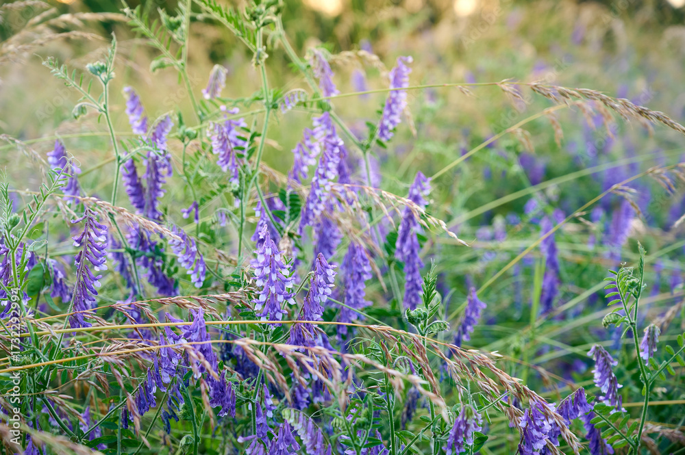 Obraz premium Fragrant summer sunny meadow with Vicia cracca flowers.
