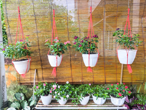 Tapak Dara flowers (Catharanthus roseus) are planted in plastic pots that hang and are stored on wooden shelves on the terrace of the house.