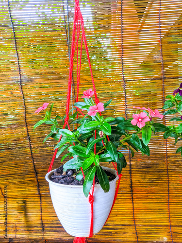 Tapak Dara flowers (Catharanthus roseus) are planted in plastic pots that hang and are stored on wooden shelves on the terrace of the house.