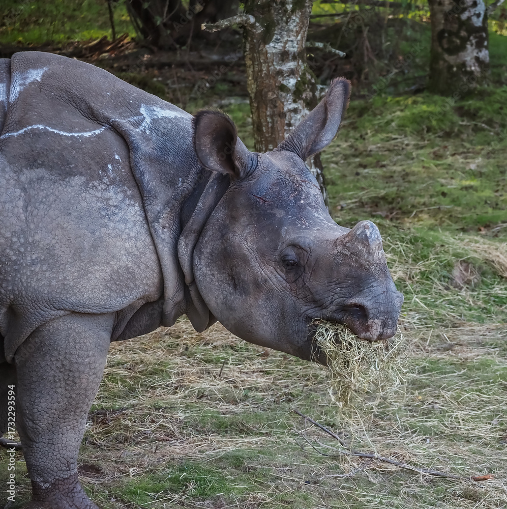 Fototapeta premium views of captive animals in a wildlife park 